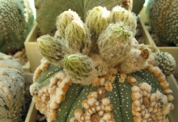 Astrophytum asterias Hanazono