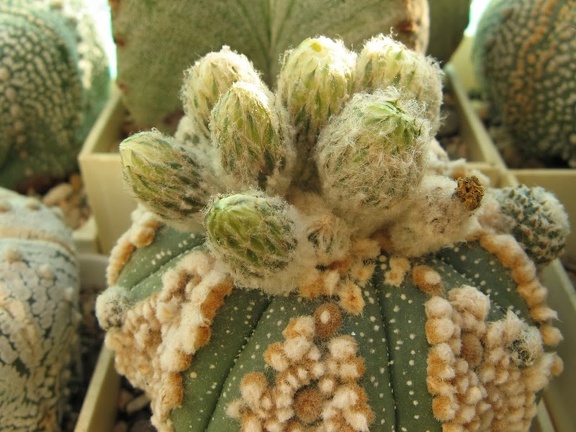 Astrophytum asterias Hanazono