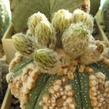 Astrophytum asterias Hanazono