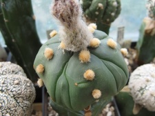 Astrophytum asterias Kikko alen