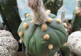 Astrophytum asterias Kikko alen