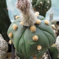Astrophytum asterias Kikko alen