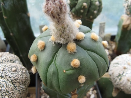 Astrophytum asterias Kikko alen