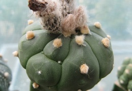 Astrophytum asterias Kikko alen  2