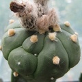 Astrophytum asterias Kikko alen  2