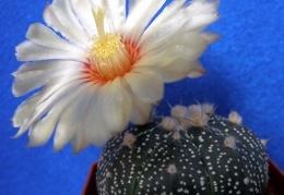 Astrophytum asterias Lira