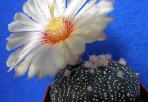 Astrophytum asterias Lira