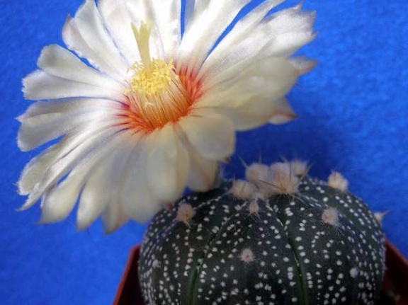 Astrophytum asterias Lira