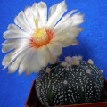 Astrophytum asterias Lira