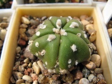 Astrophytum asterias Mirakle Kabuto