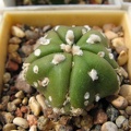 Astrophytum asterias Mirakle Kabuto