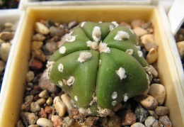 Astrophytum asterias Mirakle Kabuto