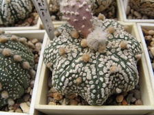 Astrophytum asterias Mirakle Kabuto  2
