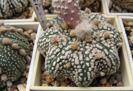 Astrophytum asterias Mirakle Kabuto  2