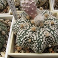 Astrophytum asterias Mirakle Kabuto  2