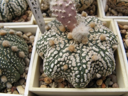 Astrophytum asterias Mirakle Kabuto  2