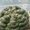 Astrophytum asterias Miscle