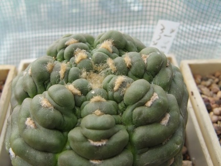 Astrophytum asterias Miscle