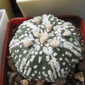 Astrophytum asterias Super Kabuto