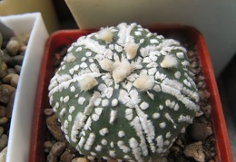 Astrophytum asterias Super Kabuto