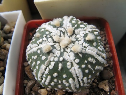 Astrophytum asterias Super Kabuto
