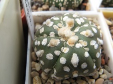 Astrophytum asterias Super Kabuto1
