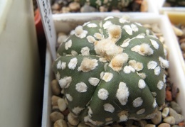 Astrophytum asterias Super Kabuto1