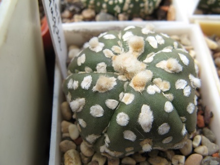 Astrophytum asterias Super Kabuto1