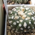 Astrophytum asterias Super Kabuto1