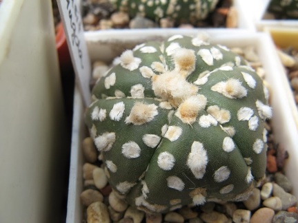 Astrophytum asterias Super Kabuto1