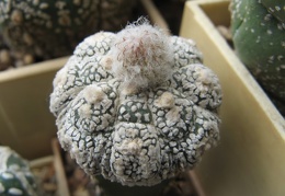 Astrophytum asterias Super Kabuto Kikko