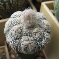 Astrophytum asterias Super Kabuto Kikko