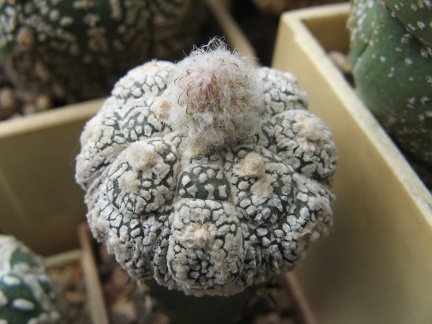 Astrophytum asterias Super Kabuto Kikko