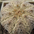 Astrophytum asterias Super Kabuto Snow