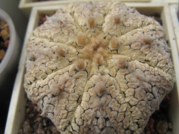 Astrophytum asterias Super Kabuto Snow