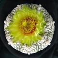 Astrophytum asterias Super Kabuto  2