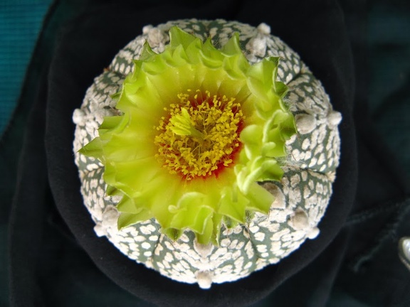 Astrophytum asterias Super Kabuto  2