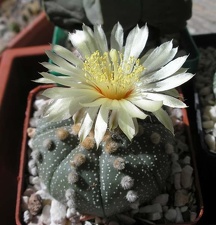 Astrophytum asterias Xans