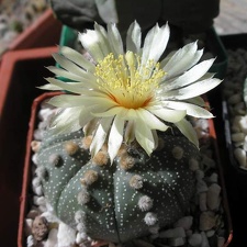 Astrophytum asterias Xans