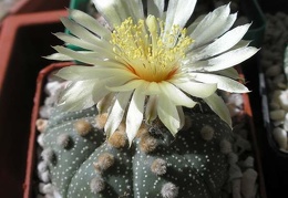 Astrophytum asterias Xans