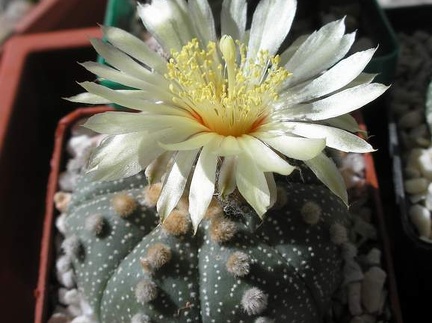 Astrophytum asterias Xans