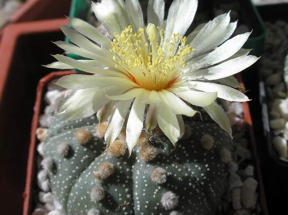 Astrophytum asterias Xans