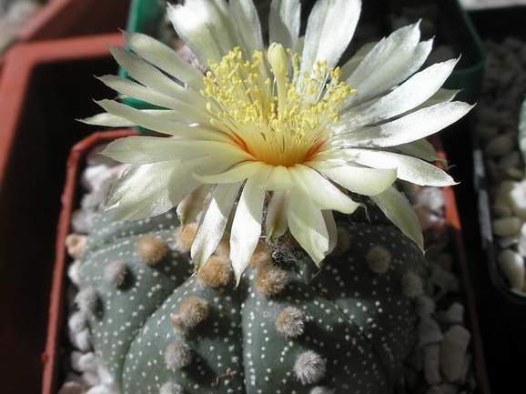 Astrophytum asterias Xans