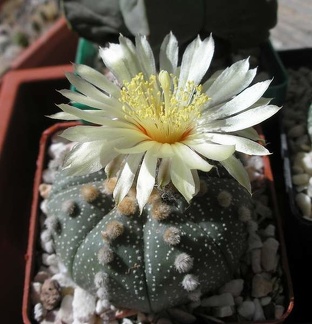 Astrophytum asterias Xans