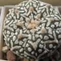 Astrophytum asterias Zebra