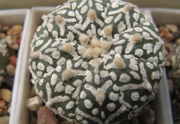 Astrophytum asterias Zebra