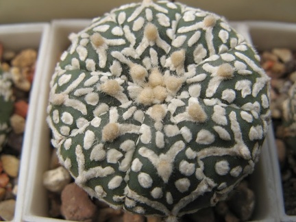 Astrophytum asterias Zebra