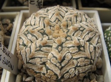 Astrophytum asterias Zebra Snow