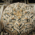 Astrophytum asterias Zebra Snow