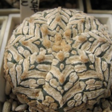 Astrophytum asterias Zebra Snow